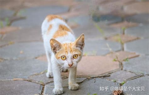 自来猫的预兆|自来猫的预兆风水 主家宅有阴暗滋生预防生病破财